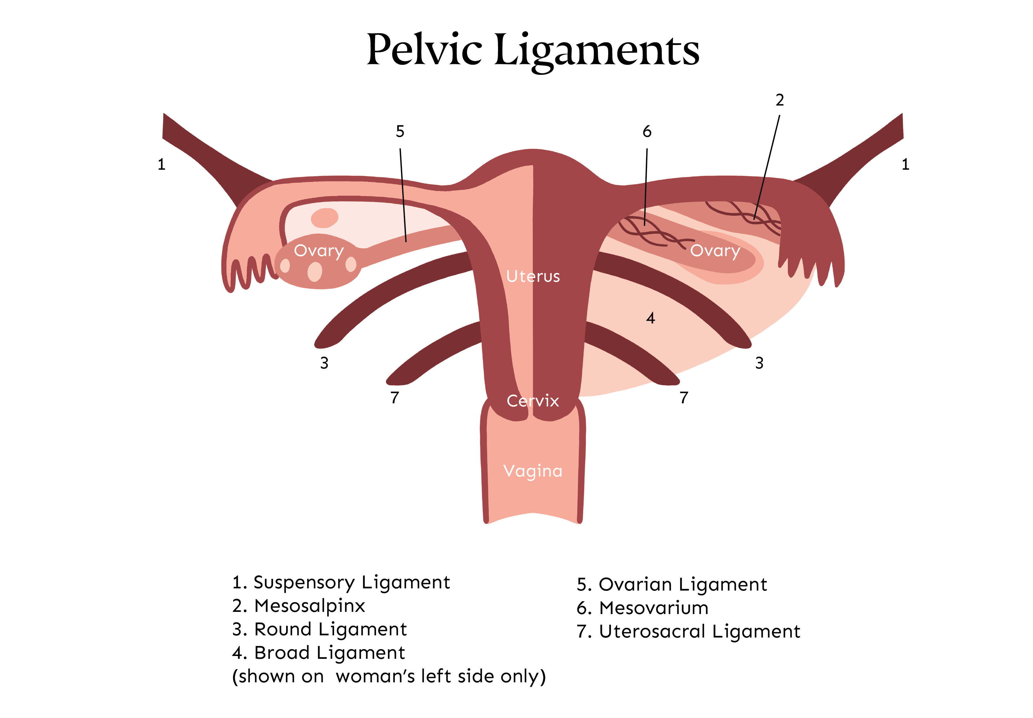 Illustration des ligaments pelviens durant la grossesse